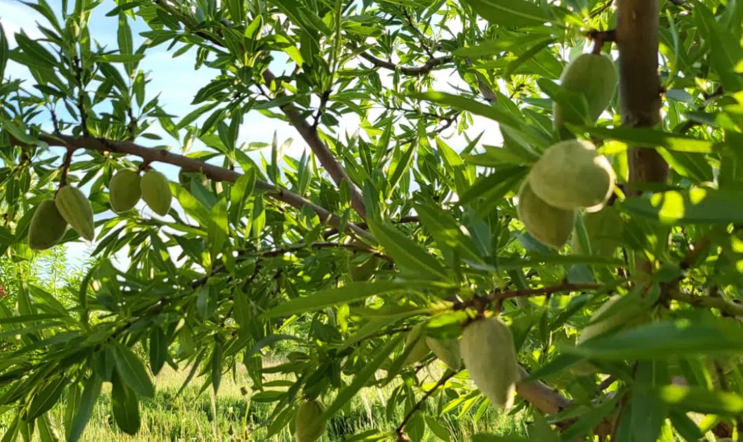 La récolte des amandes à Castries