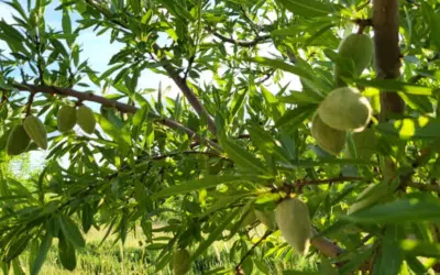 La récolte des amandes à Castries