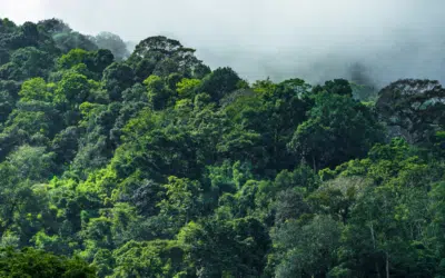 L’importance des arbres dans l’écosystème