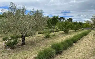 L’agroforesterie au service de la transition écologique